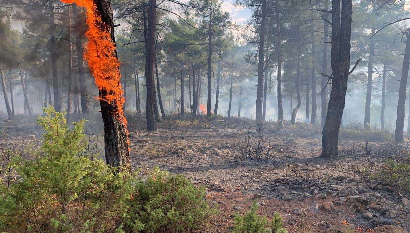 yildirim dusen orman yandi 2iWV6Ckg