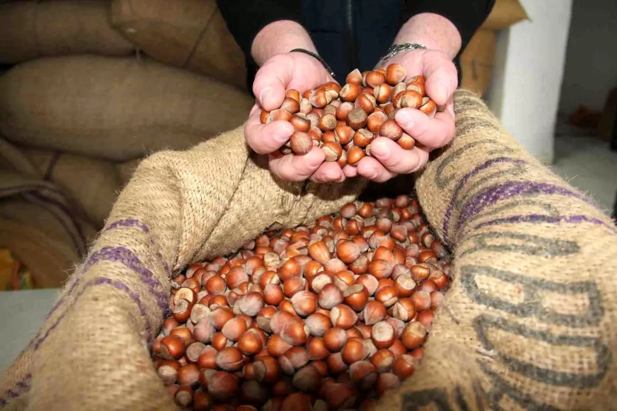 giresunda findik fiyatlari haftayi 315 liradan kapadi 7NsHSblw