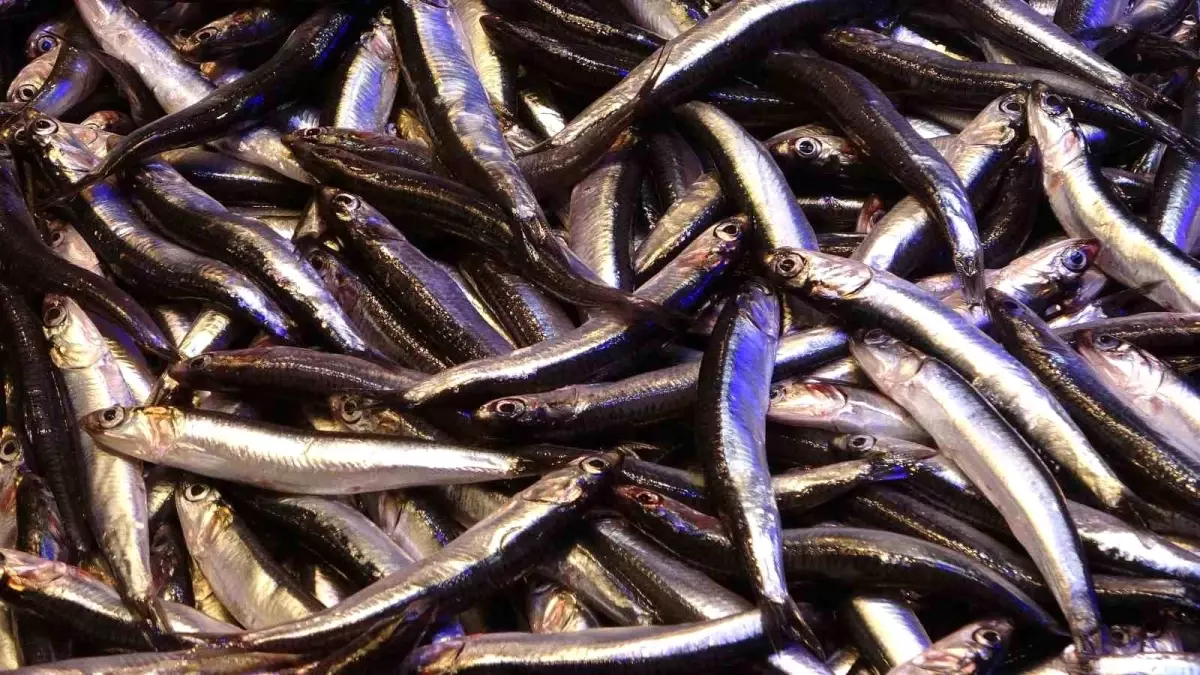 hamsi ihracati risk altinda boyutlar istenen standartlari karsilamiyor tn2L8WmA.jpg