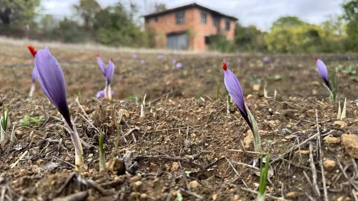 karabukte dunyanin en pahali baharati safran erken cicek acti rMtGEX7e.jpg
