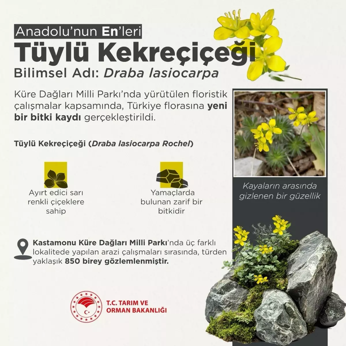 tuylu kekrecicegi turkiye florasina eklendi JMenJWER