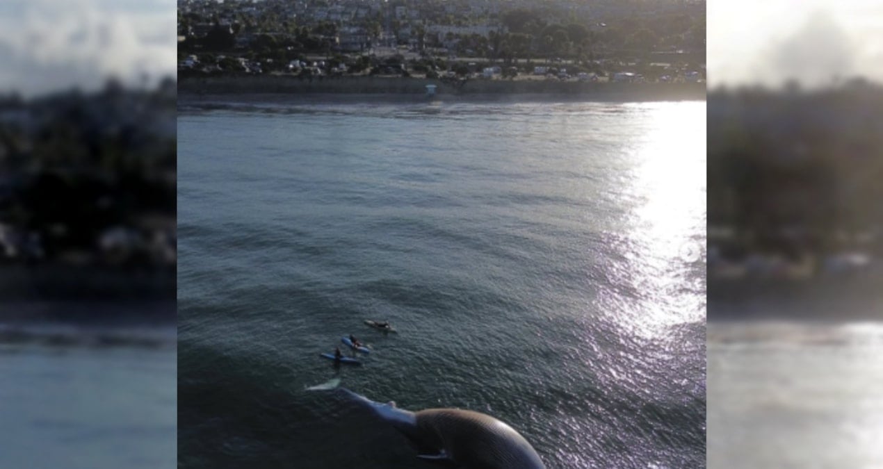 Fırtına Sonrası Sahile Vuran Balina, Yırtıcı Köpekbalıklarını Çekti: Güvenlik Uyarısı Yapıldı