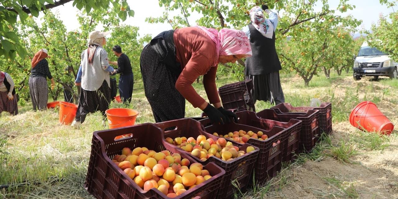 Mersin’de Mut Kayısısının İlk Hasadı Başladı: Dünya Pazarına Açılıyor